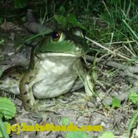 /home//u458753944/public_html/sourcegallery///Frogs/More bullfrogs/P7010200.JPG